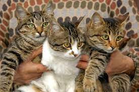 Indian Billi Cat Breed Icf