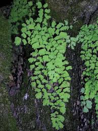 Image result for Adiantum capillus-veneris