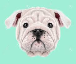 Abby abby is a fawn female english bulldog puppy. Illustrated Portrait Of English Bulldog Puppy Cute Fluffy White Stock Photo Picture And Royalty Free Image Image 75882510