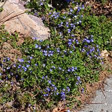 Turkish Speedwell (Veronica liwanensis) in Reno Sparks Lake Tahoe Carson  City Nevada NV at Moana Nursery