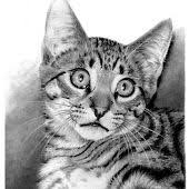 Saskin Kedi Karakalem Calismasi Hayvan Cizimi Cizim Portre