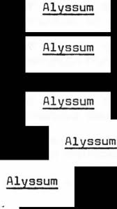 Image result for Trichopteryx elegantula