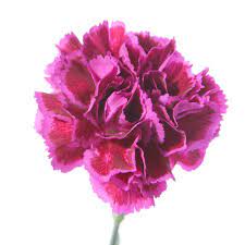 Pink Carnations Must Have Carnations Pink Carnations Birth Flowers