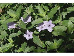 Image result for Ruellia praetermissa