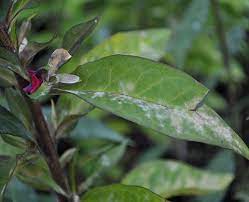 The number of plants that gray mold (botrytis) will attack is in the hundreds, maybe even the thousands. Common Flower Diseases Powdery Mildew Gray Mold Black Spot Gardener S Supply