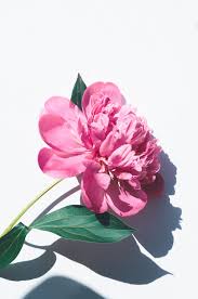 Find & download free graphic resources for floral wallpaper. Floral Wallpapers Free Hd Download 500 Hq Unsplash