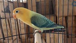 Check spelling or type a new query. 10 Jenis Lovebird Termahal Ada Yang Harganya Rp 50 Juta Merdeka Com