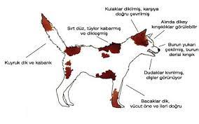 kopeklerde beden dili iletisimi kopek egitimi kopek egitim