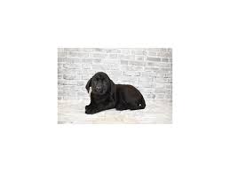 Learn more about labrador retriever rescue of florida (lrrof), inc. Labrador Retriever Puppies Petland Jacksonville Florida