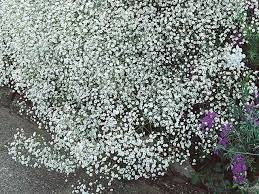 Gypsophila Elegans Baby S Breath Gypsophila Elegans Gypsophila How To Dry Basil