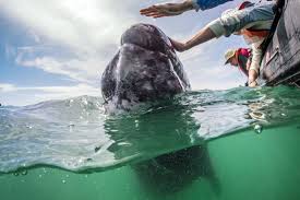 Each year california gray whales pause during their migrations to birth and nurse their calves in the lagoons on the pacific side of baja california. In San Ignacio Lagoon Mexico The Whales Are So Close You Could Kiss Them 8212 Or At Least Try Los Angeles Times