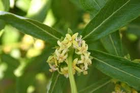 Image result for Fadogia ancylantha