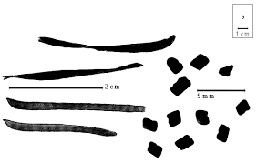 Image result for Indigastrum costatum