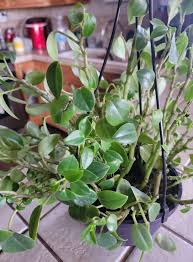 Image result for Dasylepis eggelingii