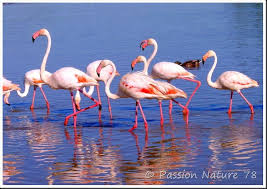 Nous vous révélons en exclusivité les meilleures réserves naturelles à visiter ! Le Flamant Rose De Camargue Passion Nature 78
