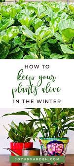 Winter Houseplant Care Key Points For Keeping Your Indoor Plants Alive House Plant Care Plants Indoor Plants