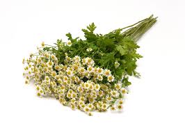 Image result for Matricaria