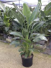 Bird Of Paradise Plant Care Metropolitan Wholesale Plants Birds Of Paradise Plant Paradise Plant