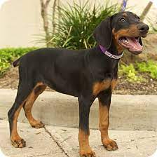 Houston is a dynamic large high quality doberman pinscher great markings black and rust 100% show dog akc all shats. Houston Tx Doberman Pinscher Meet Venus A Regal Puppy A Pet For Adoption