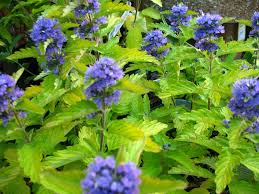 There are the classic mophead hydrangea macrophylla cultivars with big, blowsy balls of blooms. Caryopteris X Hint Of Gold A Striking Late Summer Flowering Shrub Hybridized By Peter Catt Of The Uk The Serrated Fol Yellow Plants Plants Flowering Shrubs