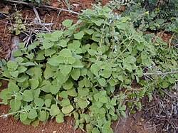 Image result for Coleus longipetiolatus