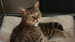 Maybe you would like to learn more about one of these? Qiso Cajiib Ah Oo Ka Dhacday Magaalad Qardho Ee Puntland Khaatumo News