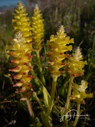 Image result for Aspilia kotschyi