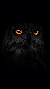 Notitle Wallpapers Phone Pad Hd Pint Owl Wallpaper Owl Wallpaper Iphone Owl Pictures