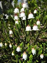 White Mountain Heather Cassiope Mertensiana The White Urn Shaped Flowers Of This Mountain Heathers Act Like Little Flowers Globe Flower Tiny White Flowers