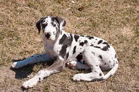 Two litters are due in march and april. 7 Reasons That You Shouldn T Get A Great Dane Great Dane Care
