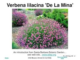 Verbena lilacina 'paseo rancho' 4. Ppt Verbena Lilacina De La Mina Powerpoint Presentation Free Download Id 5266477