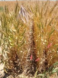 Maybe you would like to learn more about one of these? Hwsc Effective For Brome Grass Management Grdc