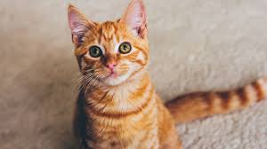 Agresif Kedilere Yaklasma Yollari Kedi Nasil Sakinlestirilir Miyhav Com