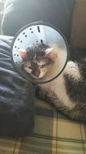 They affect the cat's ears since the dark, warm environment favors their existence. My Cat Has Earmites Been Using Canola Oil So Much Has Come Out What Product Can I Use To Kill Them At Pet Co He Has Scratched His Petcoach