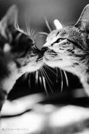 Black And White Striped Cat Unbetitelt Katzen Katzen Fotos Ausgestopftes Tier