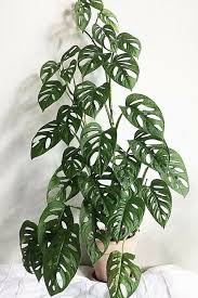 Monstera Adansonii Swiss Cheese Plante Profil In 2020 Cool Plants Plant Goals Cheese Plant