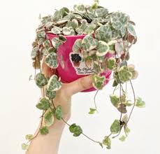 Image result for Ceropegia circinata