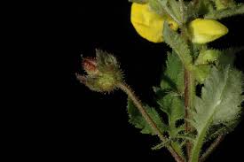 Image result for Calceolaria tripartita