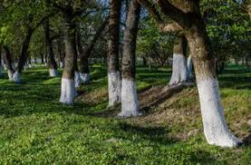 40 votes) dark staining of maple tree trunks is most commonly an indication that the trees are infested with gloomy scale. Why Some Trees Are Painted White Telugu World