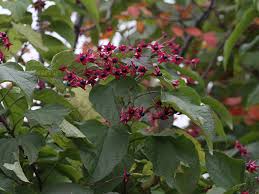 Image result for Clerodendrum melanocrater