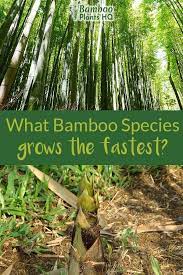 Bamboo Is The Fastest Growing Plant On Earth Are You Wondering Which Species Grows The Fastest And How You Can Bamboo Species Bamboo Plant Care Growing Bamboo