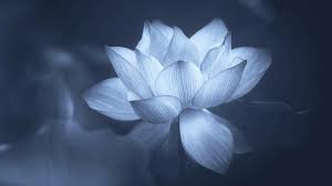 We did not find results for: Greyscale Photo Of Lotus Flower Sacred Lotus Petal Flora Aquatic Plant Wallpaper Wallpaper For You Hd Wallpaper For Desktop Mobile