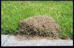 This will effectively and immediately kill many of the ants inside. Natural Ways To Kill Ants And Pests Kill Ants Fire Ant Mounds Garden