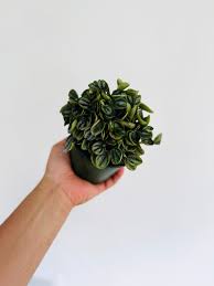 Image result for Peperomia fernandopoiana