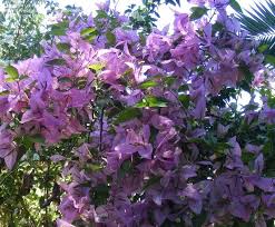 Bougainvillea Silhouette No Thorns Bougainvillea Landscaping Shrubs Planting Flowers