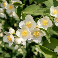 Orange county is a county located in the central piedmont region of the commonwealth of virginia. Cheyenne Mock Orange Philadelphus High Country Gardens