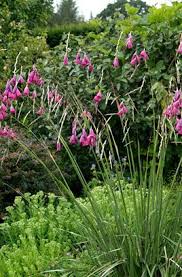Image result for Dierama formosum
