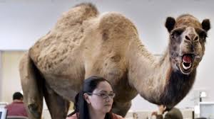 In a recent interview, sullivan blew our minds once again when he announced that his most popular role to date is geico's hump day camel. Why Is Wednesday Known As Hump Day Buford Ga Patch