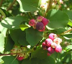 Image result for Amelanchier alnifolia