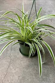 Image result for Chlorophytum